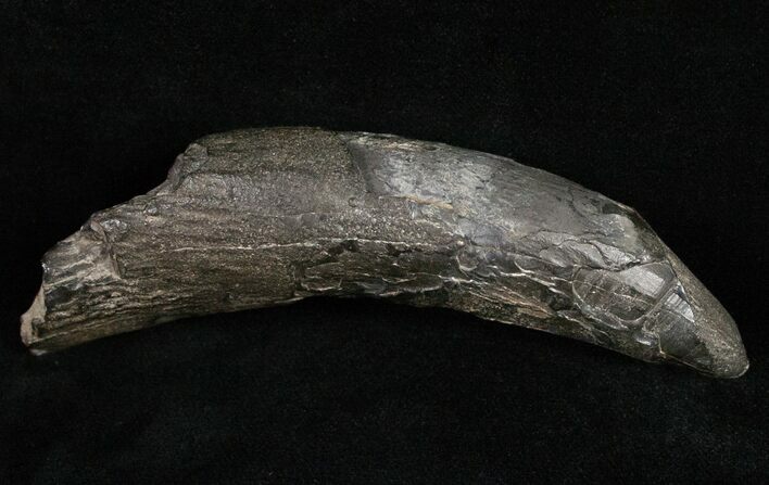 Partial Fossil Sperm Whale Tooth - South Carolina #11983